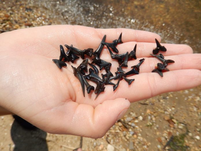 fossil-shark-teeth.