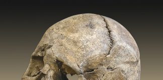 Mesolithic era skull