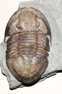 what-are-trilobite-fossils